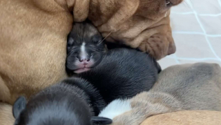 Illustration de l'article : Une chienne donne naissance &agrave; 5 chiots dans une maison abandonn&eacute;e, des personnes au grand coeur se donnent pour mission de leur offrir un vrai foyer (vid&eacute;o)