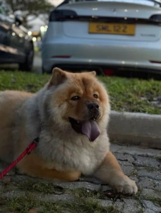 Illustration de l'article : Leur chien s'échappe de la pension pendant leur voyage, ils en perdent le sommeil et écourtent leur séjour pour le chercher