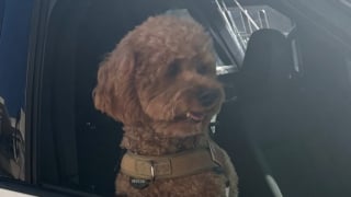 Illustration de l'article : En pleine promenade matinale, un inconnu masqu&eacute; arrache un Caniche &agrave; sa ma&icirc;tresse et d&eacute;clenche une course-poursuite pour la police