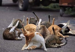 Illustration de l'article : 12 chats dont les positions adorables vous feront craquer