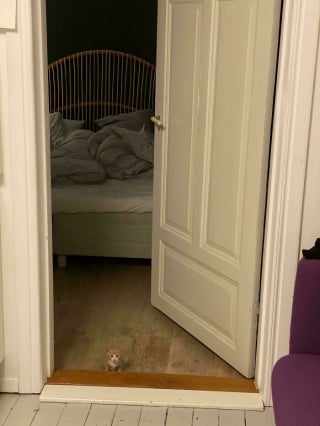 Illustration de l'article : 15 chatons si petits qu’ils font paraître ce qui les entoure immense