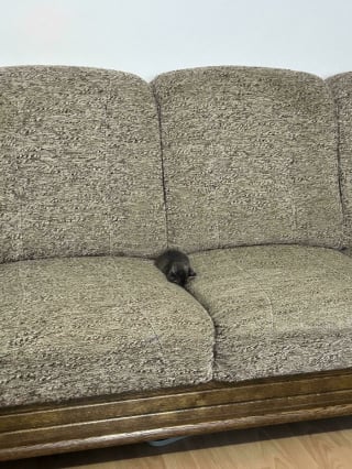 Illustration de l'article : 15 chatons si petits qu’ils font paraître ce qui les entoure immense