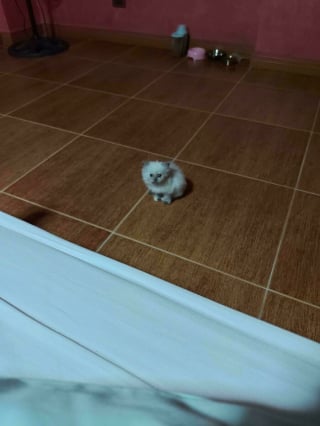 Illustration de l'article : 15 chatons si petits qu’ils font paraître ce qui les entoure immense