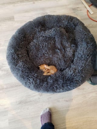 Illustration de l'article : 15 chatons si petits qu’ils font paraître ce qui les entoure immense