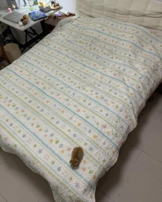 Illustration de l'article : 15 chatons si petits qu’ils font paraître ce qui les entoure immense