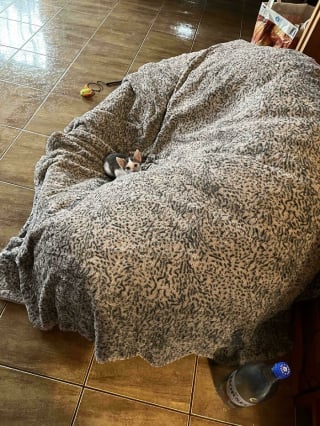 Illustration de l'article : 15 chatons si petits qu’ils font paraître ce qui les entoure immense