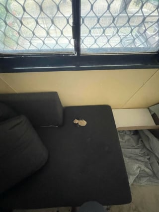 Illustration de l'article : 15 chatons si petits qu’ils font paraître ce qui les entoure immense