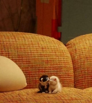 Illustration de l'article : 15 chatons si petits qu’ils font paraître ce qui les entoure immense