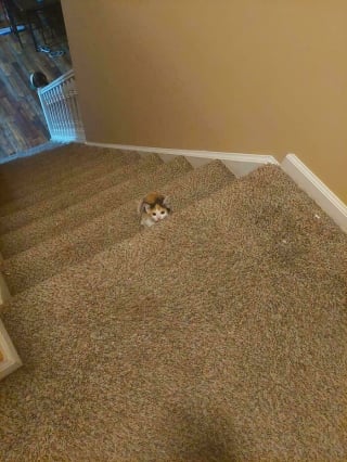 Illustration de l'article : 15 chatons si petits qu’ils font paraître ce qui les entoure immense