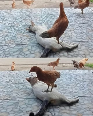 Illustration de l'article : 13 photos de chats ou de chiens pour vous aider &agrave; attaquer l'ann&eacute;e du bon pied