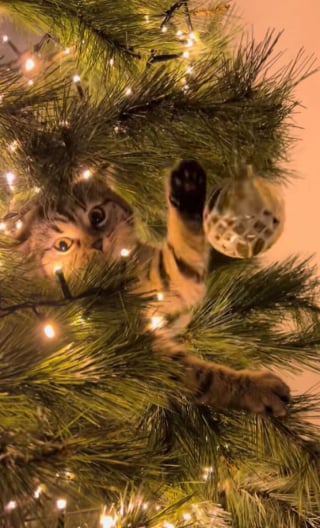Illustration de l'article : 12 chats qui ont &eacute;t&eacute; combl&eacute;s par la f&eacute;&eacute;rie de No&euml;l