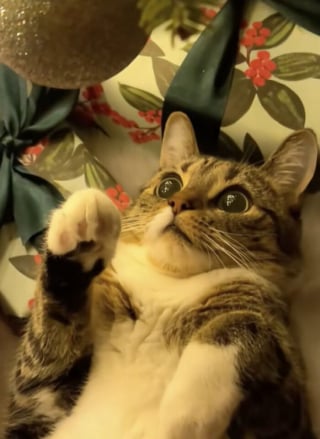 Illustration de l'article : 12 chats qui ont &eacute;t&eacute; combl&eacute;s par la f&eacute;&eacute;rie de No&euml;l