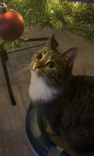Illustration de l'article : 12 chats qui ont &eacute;t&eacute; combl&eacute;s par la f&eacute;&eacute;rie de No&euml;l
