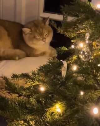 Illustration de l'article : 12 chats qui ont &eacute;t&eacute; combl&eacute;s par la f&eacute;&eacute;rie de No&euml;l