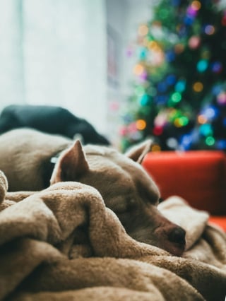 Illustration de l'article : 7 conseils pour aider son chien &acirc;g&eacute; &agrave; affronter l&rsquo;hiver