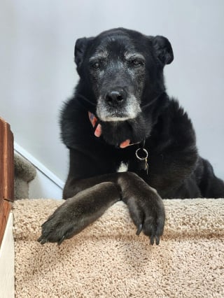 Illustration de l'article : 10 idées pour gâter votre chien sénior