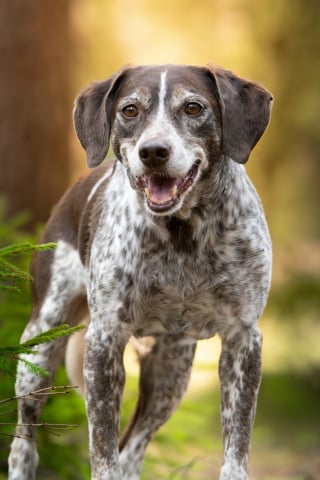 Illustration de l'article : 10 idées pour gâter votre chien sénior