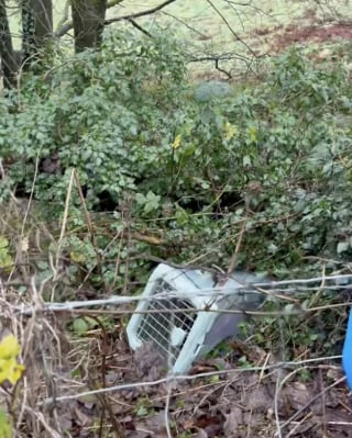 Illustration de l'article : Venus ramasser des ordures, ils découvrent avec effroi une cage jetée en contrebas d'un talus contenant toute une famille de chats (vidéo)