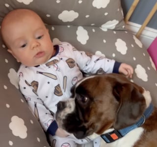 Illustration de l'article : Quand son petit frère humain rejoint la famille, un Boxer saute de joie et devient la nounou idéale (vidéo)
