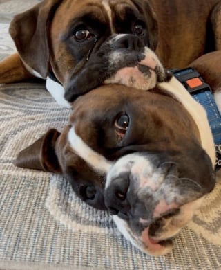 Illustration de l'article : Quand son petit frère humain rejoint la famille, un Boxer saute de joie et devient la nounou idéale (vidéo)