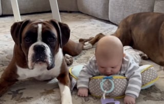 Illustration de l'article : Quand son petit frère humain rejoint la famille, un Boxer saute de joie et devient la nounou idéale (vidéo)