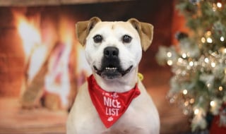 Illustration de l'article : "Il avait juste besoin d'une chance", ce chien ignor&eacute; par les adoptants a pass&eacute; 3 No&euml;ls au refuge avant de go&ucirc;ter au bonheur