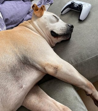 Illustration de l'article : "Il avait juste besoin d'une chance", ce chien ignor&eacute; par les adoptants a pass&eacute; 3 No&euml;ls au refuge avant de go&ucirc;ter au bonheur