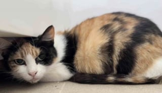 Illustration de l'article : Sauv&eacute; de la rue, ce chat aimant et attentionn&eacute; veille en permanence sur son amie f&eacute;line sur le point de mettre bas