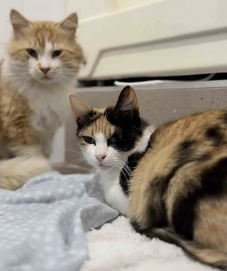 Illustration de l'article : Sauv&eacute; de la rue, ce chat aimant et attentionn&eacute; veille en permanence sur son amie f&eacute;line sur le point de mettre bas