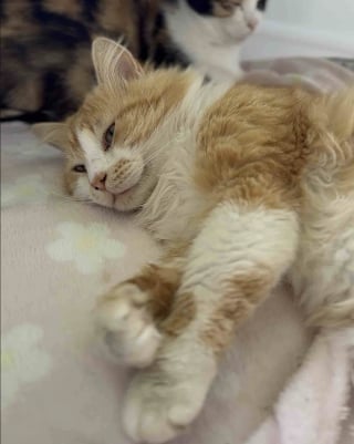 Illustration de l'article : Sauv&eacute; de la rue, ce chat aimant et attentionn&eacute; veille en permanence sur son amie f&eacute;line sur le point de mettre bas