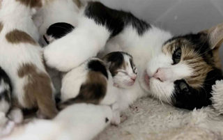 Illustration de l'article : Sauv&eacute; de la rue, ce chat aimant et attentionn&eacute; veille en permanence sur son amie f&eacute;line sur le point de mettre bas