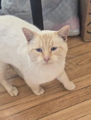 Illustration de l'article : &laquo; On annonce des temp&eacute;ratures de -20 &deg;C cette nuit &raquo;, en miaulant devant une maison, ce chat aux pattes gel&eacute;es trouve la chaleur qui lui manquait