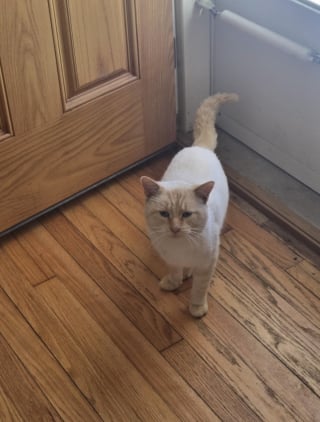 Illustration de l'article : &laquo; On annonce des temp&eacute;ratures de -20 &deg;C cette nuit &raquo;, en miaulant devant une maison, ce chat aux pattes gel&eacute;es trouve la chaleur qui lui manquait