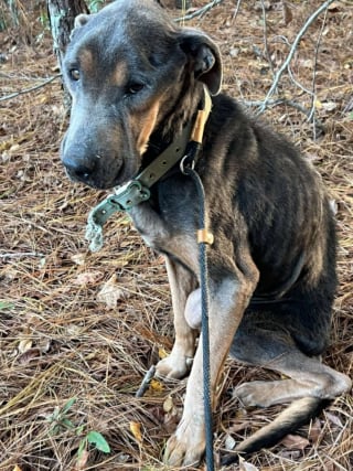 Illustration de l'article : Une heure de plus et c'&eacute;tait fini, ce chien squelettique est sauv&eacute; in extremis sous une pluie glaciale et entre dans la maison de sa sauveuse &laquo; comme s&rsquo;il avait toujours &eacute;t&eacute; chez lui &raquo;