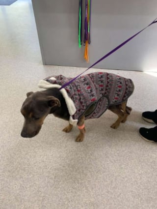 Illustration de l'article : Une heure de plus et c'&eacute;tait fini, ce chien squelettique est sauv&eacute; in extremis sous une pluie glaciale et entre dans la maison de sa sauveuse &laquo; comme s&rsquo;il avait toujours &eacute;t&eacute; chez lui &raquo;