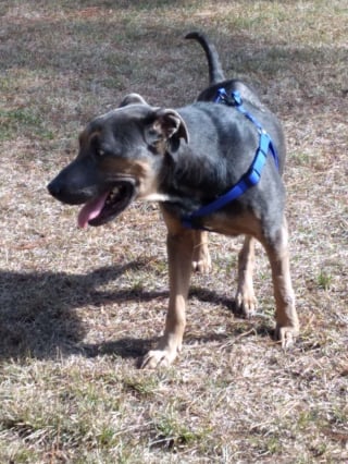 Illustration de l'article : Une heure de plus et c'&eacute;tait fini, ce chien squelettique est sauv&eacute; in extremis sous une pluie glaciale et entre dans la maison de sa sauveuse &laquo; comme s&rsquo;il avait toujours &eacute;t&eacute; chez lui &raquo;