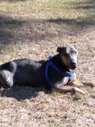 Illustration de l'article : Une heure de plus et c'&eacute;tait fini, ce chien squelettique est sauv&eacute; in extremis sous une pluie glaciale et entre dans la maison de sa sauveuse &laquo; comme s&rsquo;il avait toujours &eacute;t&eacute; chez lui &raquo;
