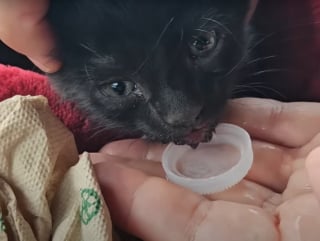 Illustration de l'article : Ce couple de sauveteurs d'animaux reste sans voix face &agrave; un chaton d&eacute;couvert sans la moindre &eacute;gratignure sur une autoroute bond&eacute;e