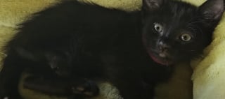 Illustration de l'article : Ce couple de sauveteurs d'animaux reste sans voix face &agrave; un chaton d&eacute;couvert sans la moindre &eacute;gratignure sur une autoroute bond&eacute;e