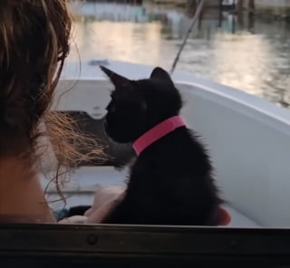 Illustration de l'article : Ce couple de sauveteurs d'animaux reste sans voix face &agrave; un chaton d&eacute;couvert sans la moindre &eacute;gratignure sur une autoroute bond&eacute;e