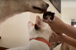 Illustration de l'article : Quand l'amie f&eacute;line de ce chien accouche de chatons, il devient tout naturellement leur "oncle sympa" et trouve sa vocation