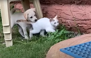 Illustration de l'article : Quand l'amie f&eacute;line de ce chien accouche de chatons, il devient tout naturellement leur "oncle sympa" et trouve sa vocation