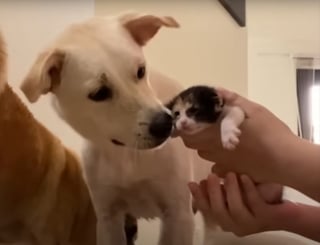 Illustration de l'article : Quand l'amie f&eacute;line de ce chien accouche de chatons, il devient tout naturellement leur "oncle sympa" et trouve sa vocation