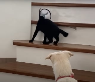 Illustration de l'article : Quand l'amie f&eacute;line de ce chien accouche de chatons, il devient tout naturellement leur "oncle sympa" et trouve sa vocation