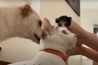Illustration de l'article : Quand l'amie f&eacute;line de ce chien accouche de chatons, il devient tout naturellement leur "oncle sympa" et trouve sa vocation