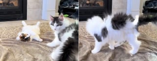 Illustration de l'article : &Eacute;tonn&eacute;s par leur propre fourrure qui se dresse, deux chatons Maine Coon d&eacute;couvrent les effets hilarants de l'&eacute;lectricit&eacute; statique (vid&eacute;o)