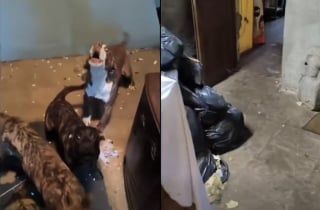 Illustration de l'article : "J'ai besoin d'une grosse chaîne de solidarité", le SOS d’une association pour sauver 24 chiens livrés à eux-mêmes après le décès de leur maîtresse