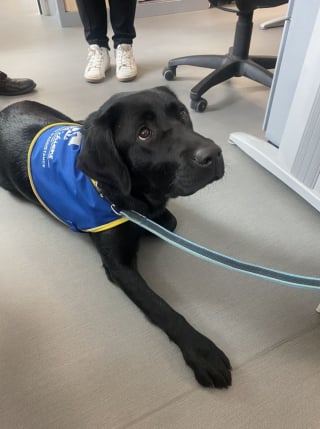 Illustration de l'article : &laquo; Tout le monde est content de la voir &raquo;, la principale ne s'y attendait pas, mais l'arriv&eacute;e de cette chienne Labarador a transform&eacute; l'ambiance de tout son coll&egrave;ge