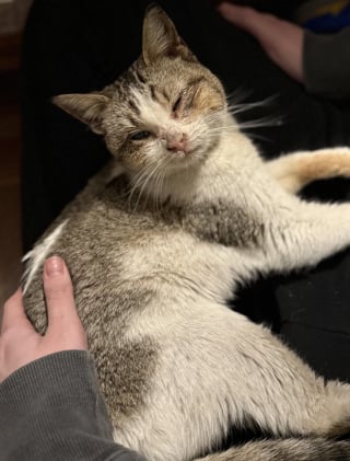 Illustration de l'article : En se rendant simplement dans une station-service, un homme sauve la vie d'un chaton terroris&eacute; et couvert d'huile