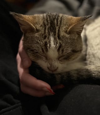 Illustration de l'article : En se rendant simplement dans une station-service, un homme sauve la vie d'un chaton terroris&eacute; et couvert d'huile